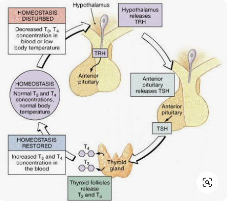 thyroidnegativefeedback